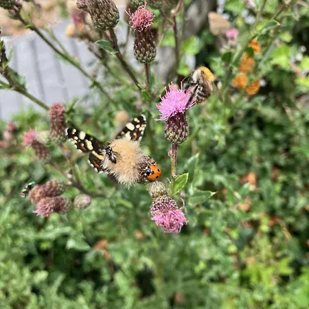 Apartament Rhoener Sternenhimmel Frankenheim/Rhon