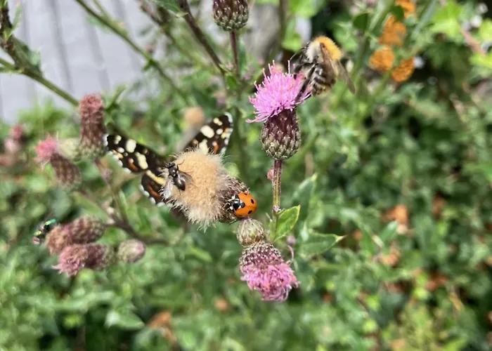 Appartement Rhoener Sternenhimmel Frankenheim/Rhon